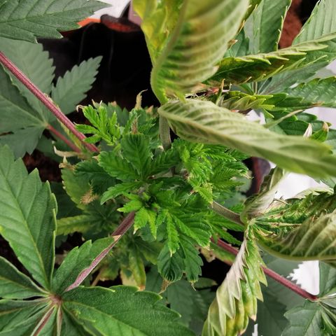 Bananaramadingdong ;)  growlog timeline photo