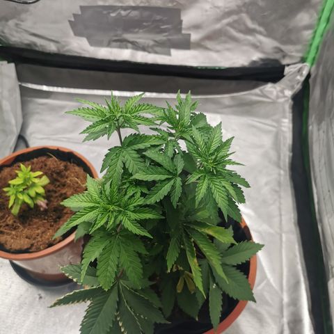 Bananaramadingdong ;)  growlog timeline photo
