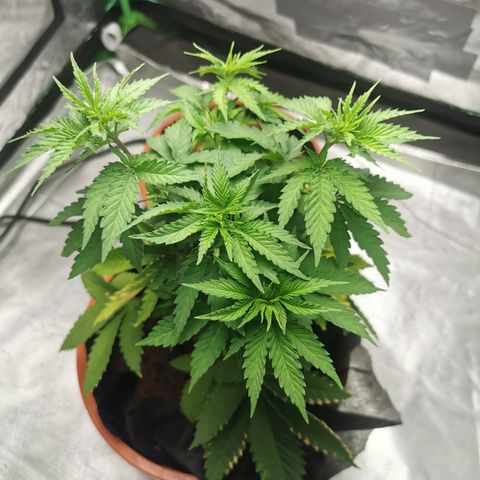 Bananaramadingdong ;)  growlog timeline photo