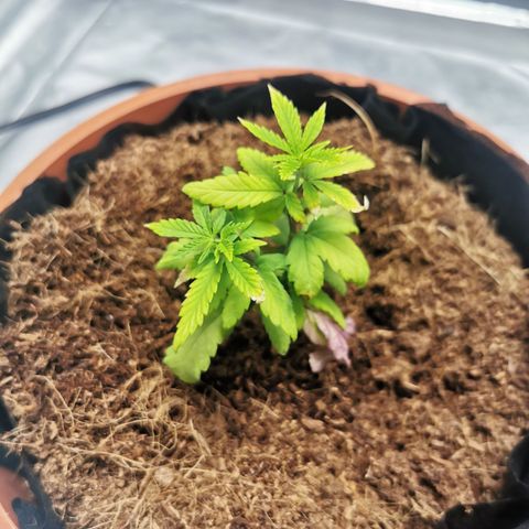 Peter Vankman growlog timeline photo