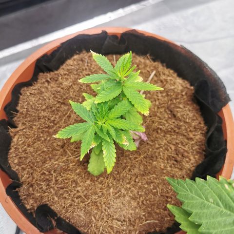 Peter Vankman growlog timeline photo