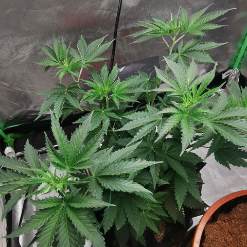 Bananaramadingdong ;)  growlog timeline photo