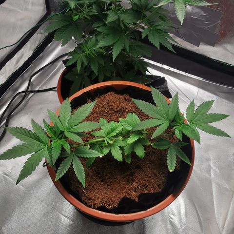 Peter Vankman growlog timeline photo