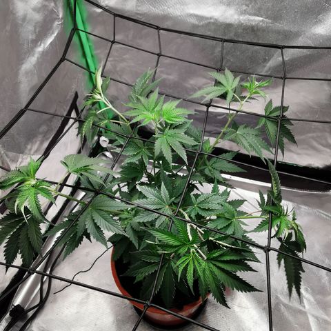 Bananaramadingdong ;)  growlog timeline photo