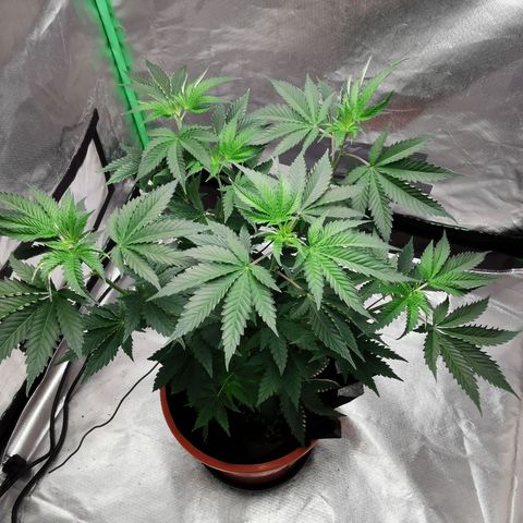Bananaramadingdong ;)  growlog timeline photo