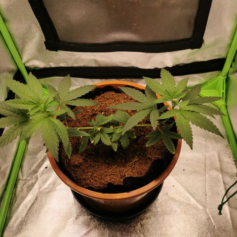 Peter Vankman growlog timeline photo