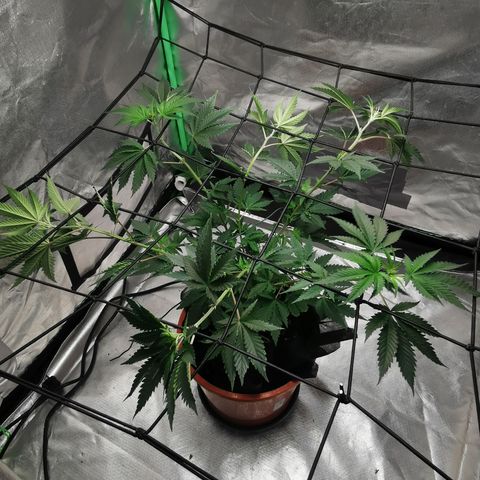 Bananaramadingdong ;)  growlog timeline photo