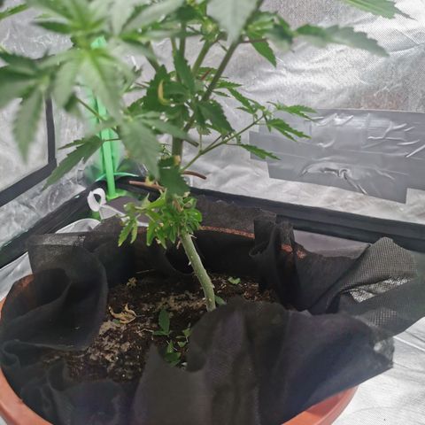 Bananaramadingdong ;)  growlog timeline photo