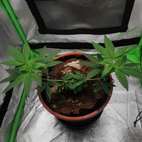 Peter Vankman growlog timeline photo
