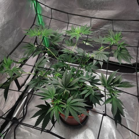 Bananaramadingdong ;)  growlog timeline photo