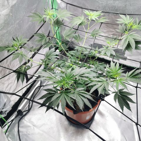 Bananaramadingdong ;)  growlog timeline photo