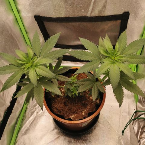Peter Vankman growlog timeline photo