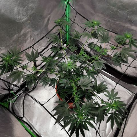Bananaramadingdong ;)  growlog timeline photo