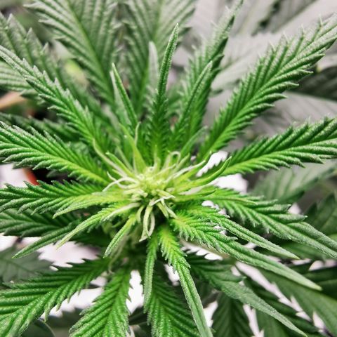 Bananaramadingdong ;)  growlog timeline photo