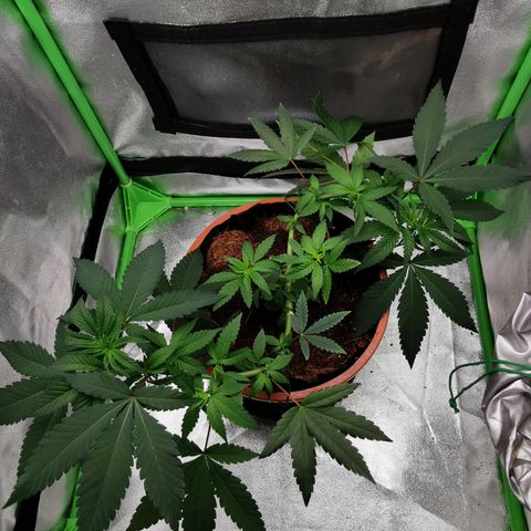 Peter Vankman growlog timeline photo