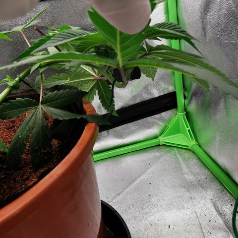 Peter Vankman growlog timeline photo