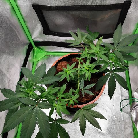 Peter Vankman growlog timeline photo