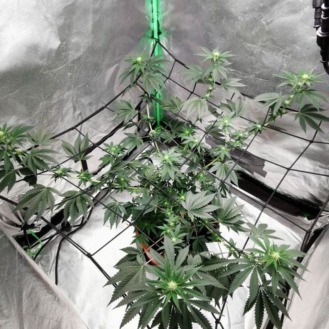 Bananaramadingdong ;)  growlog timeline photo