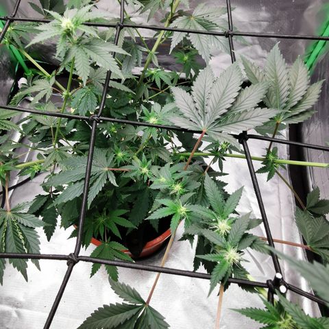 Bananaramadingdong ;)  growlog timeline photo