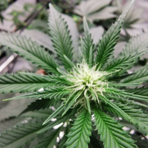 Bananaramadingdong ;)  growlog timeline photo