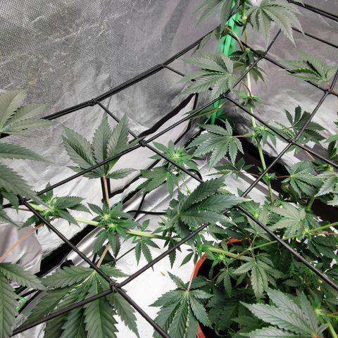 Bananaramadingdong ;)  growlog timeline photo
