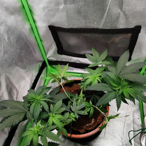 Peter Vankman growlog timeline photo