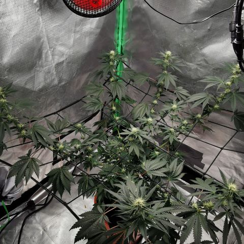 Bananaramadingdong ;)  growlog timeline photo