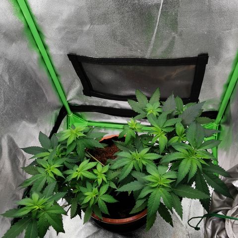 Peter Vankman growlog timeline photo