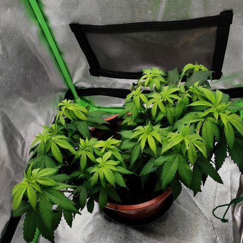 Peter Vankman growlog timeline photo