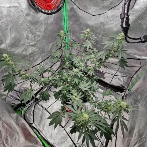 Bananaramadingdong ;)  growlog timeline photo