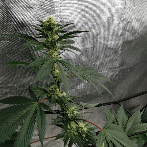 Bananaramadingdong ;)  growlog timeline photo