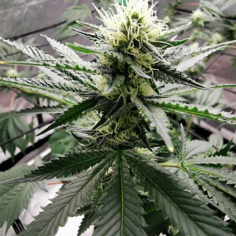 Bananaramadingdong ;)  growlog timeline photo