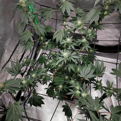 Bananaramadingdong ;)  growlog timeline photo
