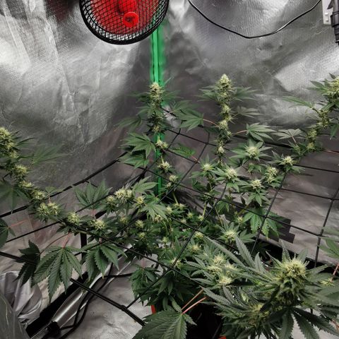 Bananaramadingdong ;)  growlog timeline photo