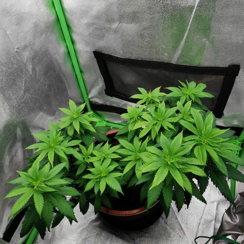 Peter Vankman growlog timeline photo