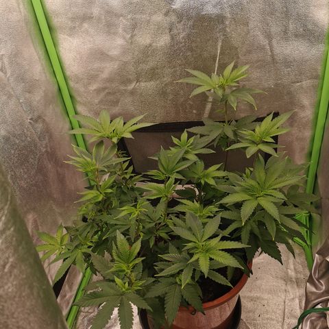 Peter Vankman growlog timeline photo
