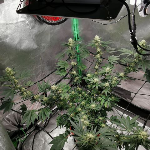 Bananaramadingdong ;)  growlog timeline photo