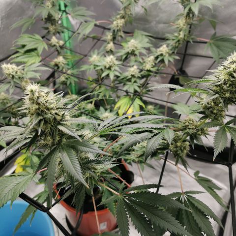 Growlog-Zeitleistenfoto von Bananaramadingdong ;) 