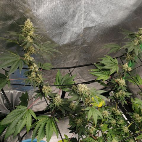 Growlog-Zeitleistenfoto von Bananaramadingdong ;) 