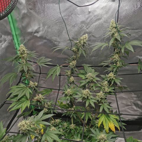 Growlog-Zeitleistenfoto von Bananaramadingdong ;) 