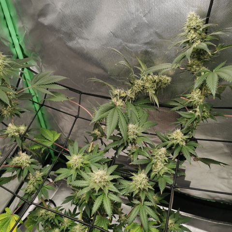 Growlog-Zeitleistenfoto von Bananaramadingdong ;) 
