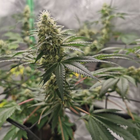 Growlog-Zeitleistenfoto von Bananaramadingdong ;) 