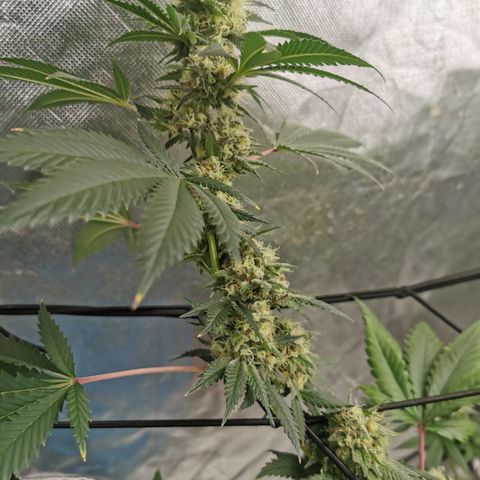 Growlog-Zeitleistenfoto von Bananaramadingdong ;) 