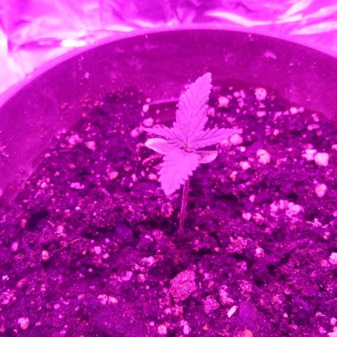 Белка growlog timeline photo