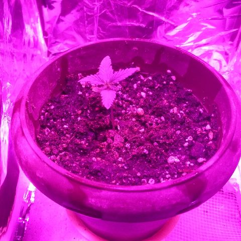 Белка growlog timeline photo