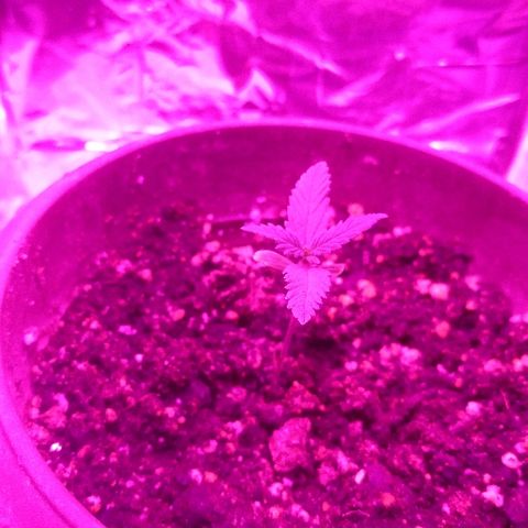 Белка growlog timeline photo