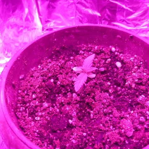 Белка growlog timeline photo