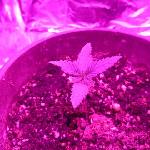 Белка growlog timeline photo