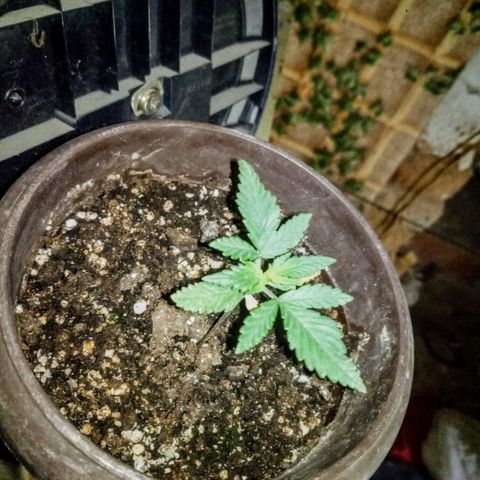 Белка growlog timeline photo