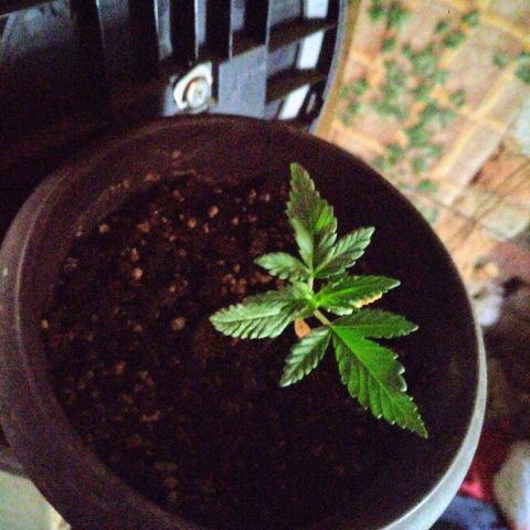 Белка growlog timeline photo